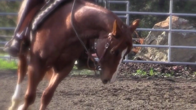 Preparing Your Horse For Success – Screenshot 4