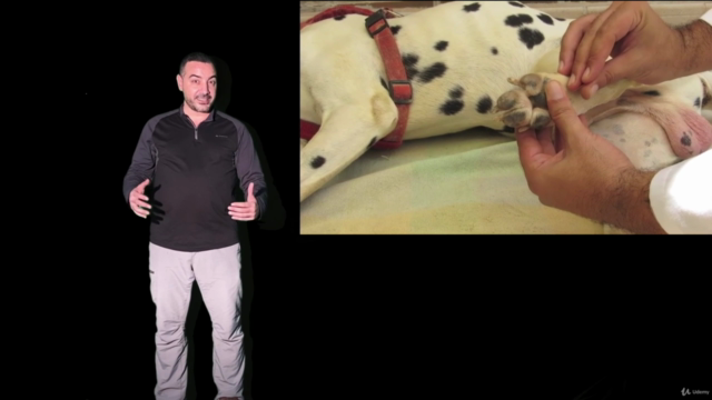 Acupuntura en animales: El secreto de los puntos pozo (TING) – Screenshot 2