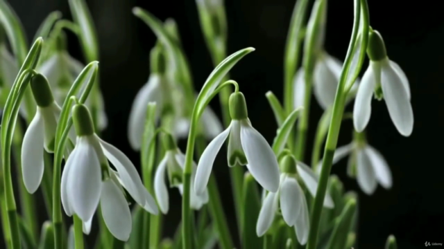 Snowdrop Flower in classical Chinese Painting – Screenshot 2