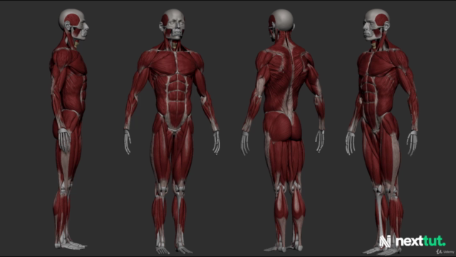 Dynamic Male Anatomy for Artists in Zbrush - Screenshot_01