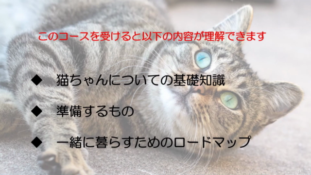 現役キャットシッターが教える、初心者向け「猫ちゃんと暮らしてハッピーになろう！」猫ちゃんとの暮らしマスターコース – Screenshot 3