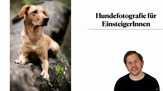 Hundefotografie für EinsteigerInnen – Screenshot 4