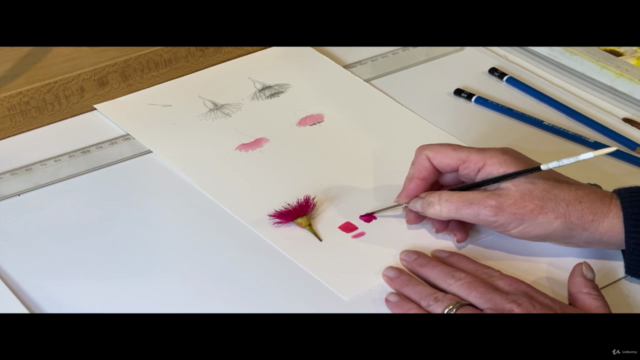 Painting Eucalyptus Flowers in Watercolour – Screenshot 2