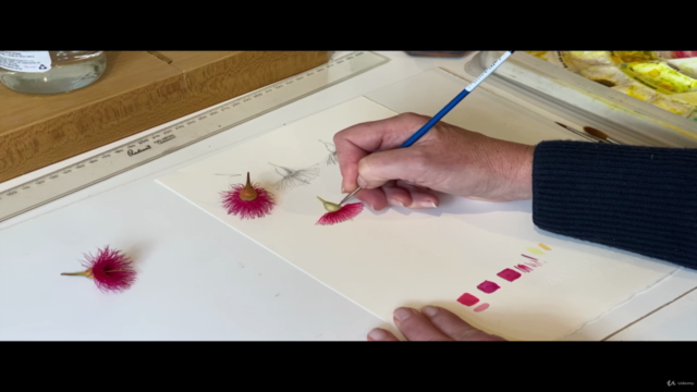 Painting Eucalyptus Flowers in Watercolour – Screenshot 4