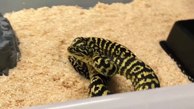 Reptile Series: A Guide to Choosing Your First Snake – Screenshot 1