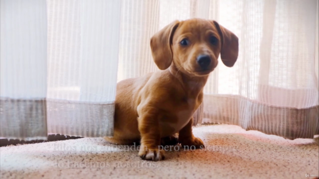 Adiestramiento canino / Nivel 1 – Screenshot 1