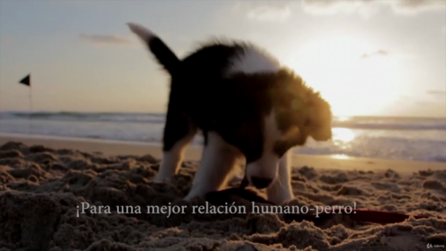 Adiestramiento canino / Nivel 1 – Screenshot 2
