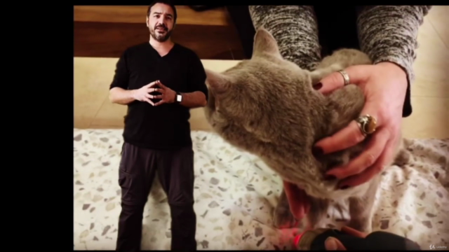 Acupuntura y masaje en gatos: Los puntos Maestros – Screenshot 2