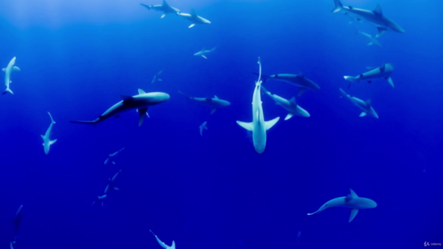 Oceanography Fundamentals – Screenshot 4