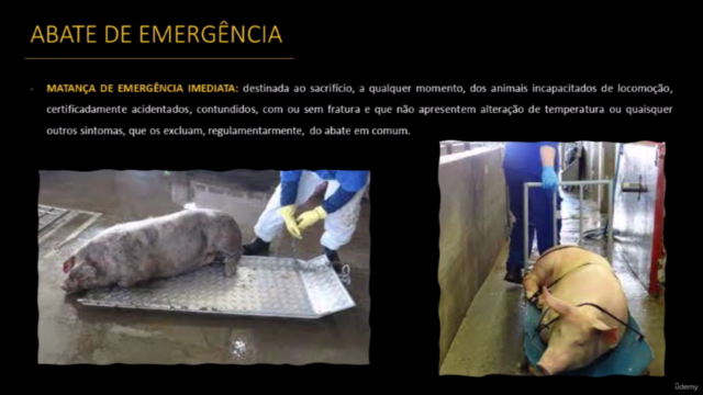 Inspeção ante-mortem e post-mortem de suínos – Screenshot 4