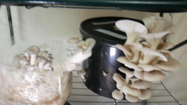The Home Mushroom Laboratory – Screenshot 2
