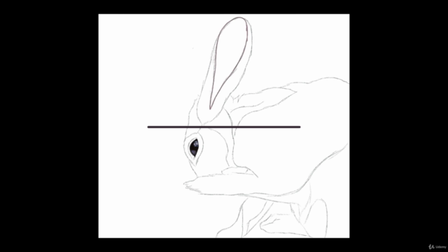 Procreate Tutorial, a realistic hare  (digital ipad drawing) - Screenshot_01