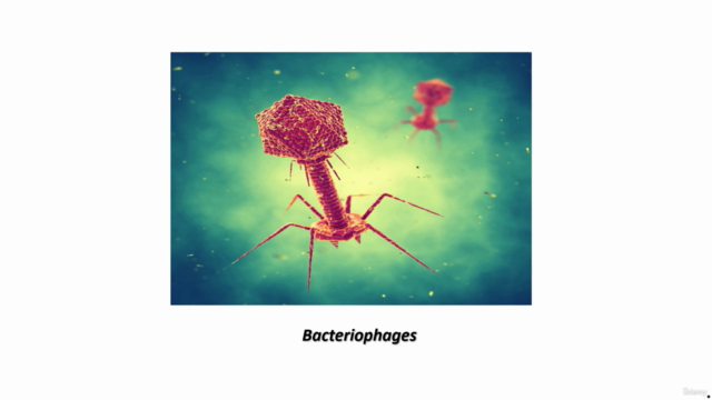 Bacteriophages and Bacteria: The Continuous Battle – Screenshot 1