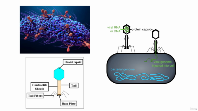 Bacteriophages and Bacteria: The Continuous Battle – Screenshot 2