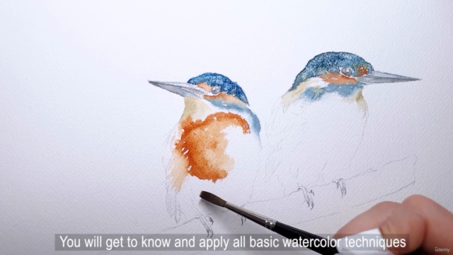 Eisvogel Aquarell Kurs - Kingfisher Watercolor Course – Screenshot 3