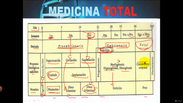 Embriología humana – Screenshot 2