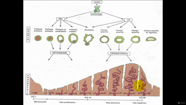 Embriología humana – Screenshot 3