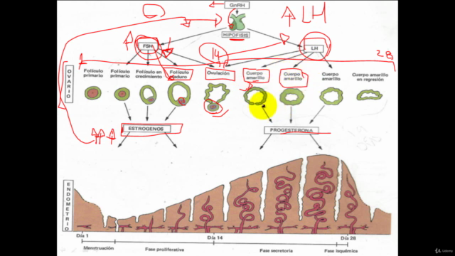Embriología humana – Screenshot 4