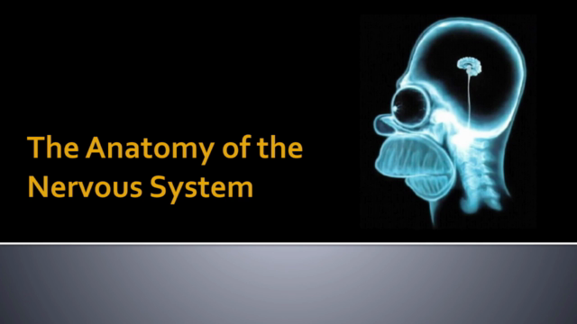 Brain Anatomy - Learn biopsychology science quickly & easily – Screenshot 2