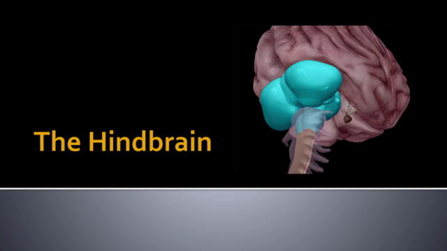 Brain Anatomy - Learn biopsychology science quickly & easily – Screenshot 3