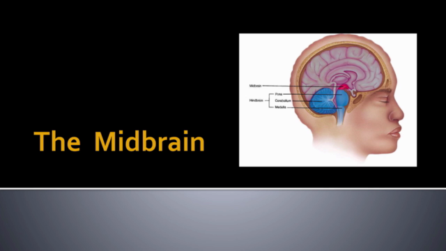 Brain Anatomy - Learn biopsychology science quickly & easily – Screenshot 4