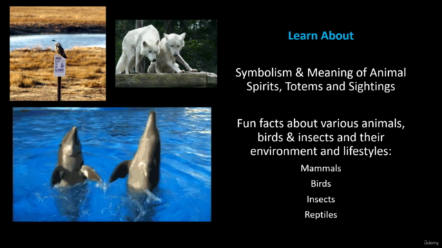 The Magic of Animals – Screenshot 2