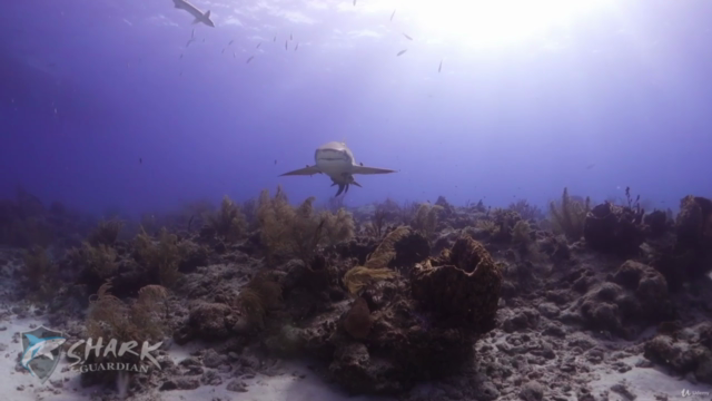 Sharks - The Ultimate Guide – Screenshot 2