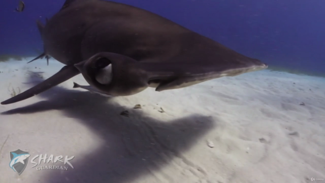 Sharks - The Ultimate Guide – Screenshot 4