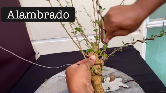 Curso de Bonsai Básico – Screenshot 2