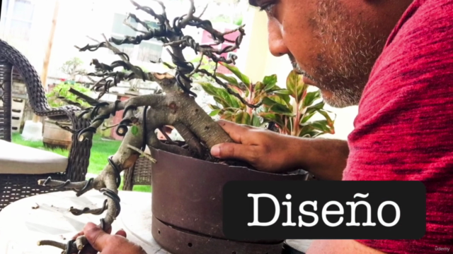 Curso de Bonsai Básico – Screenshot 3