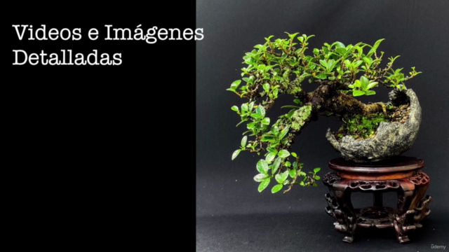 Curso de Bonsai Básico – Screenshot 4