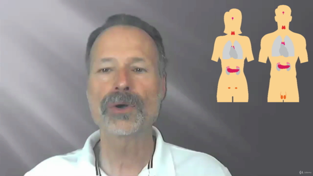 Naturopathie cours n° 11 - Le système endocrinien – Screenshot 1
