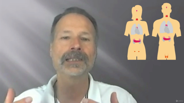 Naturopathie cours n° 11 - Le système endocrinien – Screenshot 4