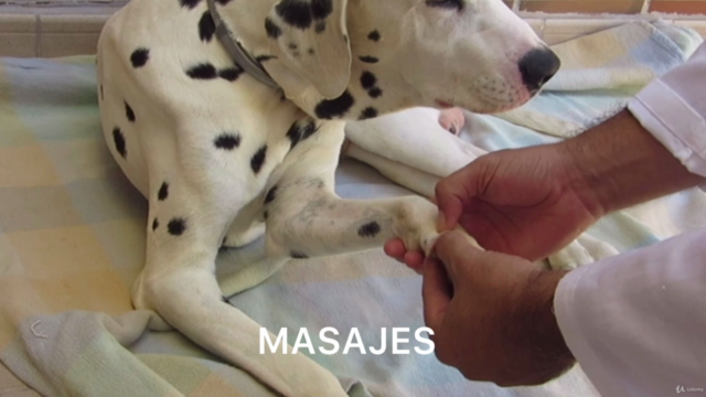 Rehabilitación Animal: Top Puntos de Acupuntura y Masajes. – Screenshot 1