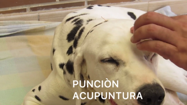Rehabilitación Animal: Top Puntos de Acupuntura y Masajes. – Screenshot 2