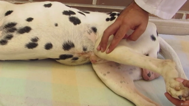 Rehabilitación Animal: Top Puntos de Acupuntura y Masajes. – Screenshot 3