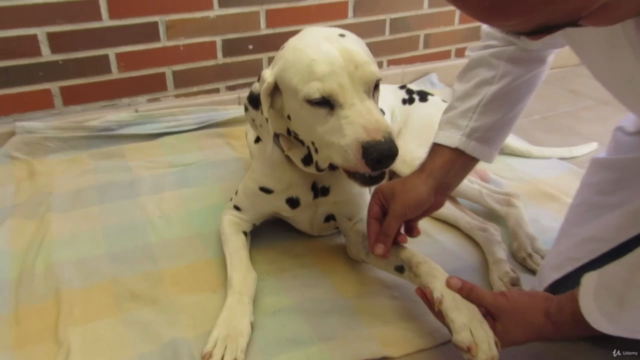 Rehabilitación Animal: Top Puntos de Acupuntura y Masajes. – Screenshot 4