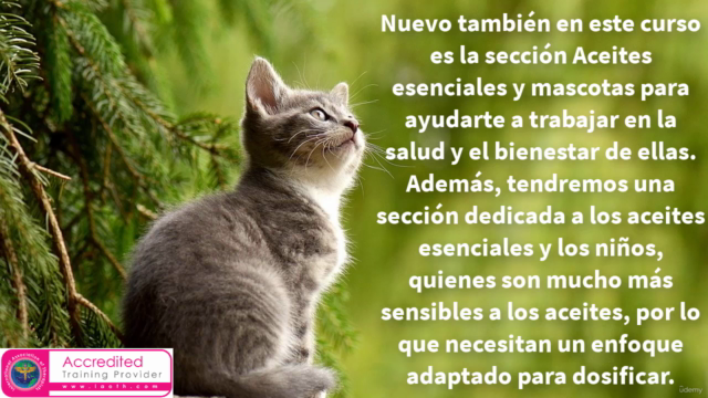 Diploma Acreditado de Aromaterapia 2:Salud y Bienestar – Screenshot 3