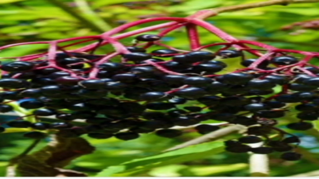 How to Make: The Immune Boosting Sea Moss Gel + Elderberry – Screenshot 1