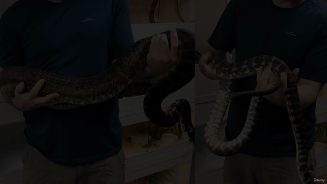 Reptile Series: Pythons - Care and Husbandry - Screenshot_03