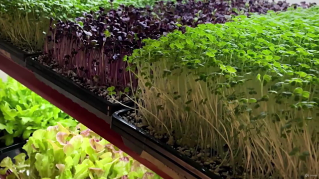 Grow microgreens for your family and business – Screenshot 3