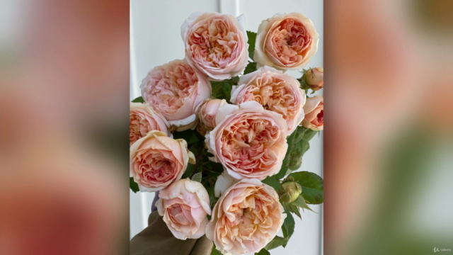A Beginner's Guide to Growing Roses in a Cold Climate – Screenshot 4