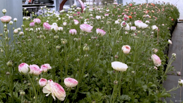 A Beginners Guide to Growing Ranunculus and Anemones – Screenshot 3