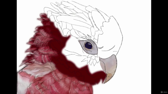 Procreate tutorial, a realistic bird (digital ipad drawing) – Screenshot 2