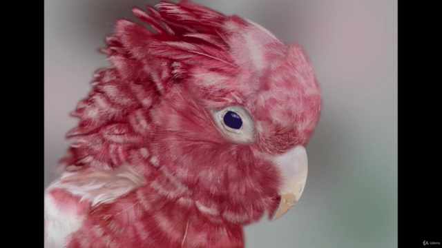 Procreate tutorial, a realistic bird (digital ipad drawing) – Screenshot 4