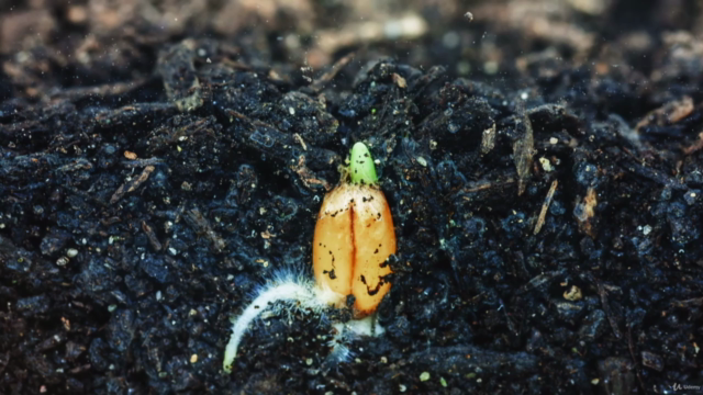 Building Soil from Scratch for Beginners – Screenshot 2