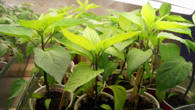 Gardening - Indoor Seed Starting Engineered for Simplicity – Screenshot 2