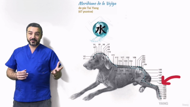 Los meridianos de la acupuntura en perros: Curso Completo – Screenshot 4