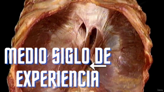 Sistema Respiratório: Aprende Anatomia Humana – Screenshot 4