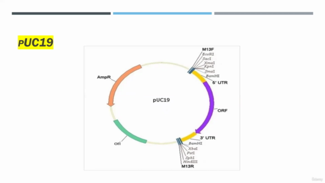 Cloning Vector concepts genetic engineering – Screenshot 3